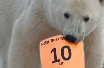 Πολική αρκούδα έκανε... δολιοφθορά σε αγώνα Μαραθώνιου
