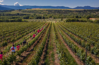 8ος Αγώνας Ανώμαλου Δρόμου «Drama Wine Trail»